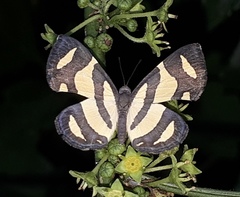 Baeotis zonata