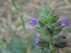Salvia verbenaca