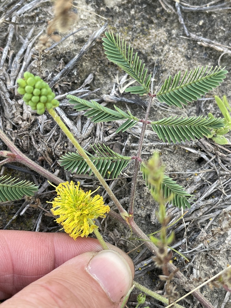 Yellow Puff from I-20 Service Rd, Willow Park, TX, US on May 29, 2023 ...