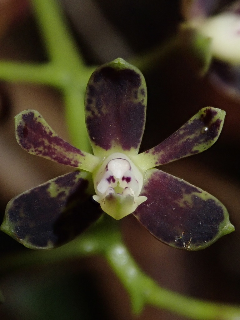 Epidendrum mancum Lindl. 3