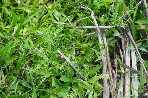 Polygala paniculata observed 2018-01-11