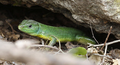 Lacerta trilineata