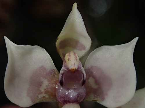 Image of Cyrtochilum midas by (c) Nolan Exe, some rights reserved (CC BY)