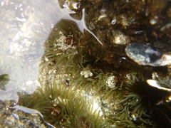 Isactinia olivacea