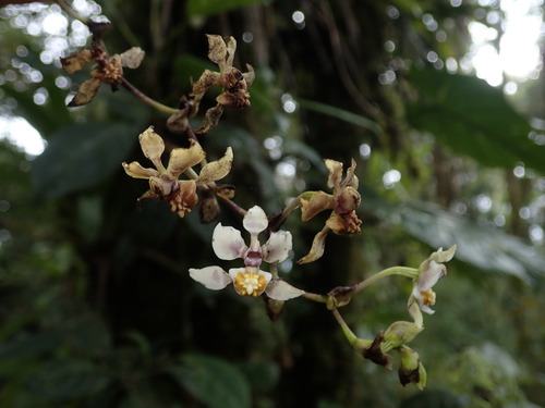 Image of Cyrtochilum midas by (c) Nolan Exe, some rights reserved (CC BY)