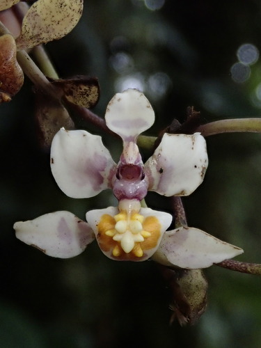 Image of Cyrtochilum midas by (c) Nolan Exe, some rights reserved (CC BY)