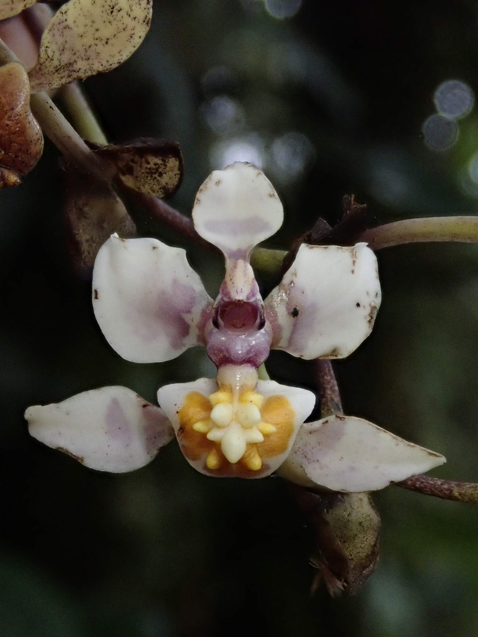 Cyrtochilum midas Dalström 2