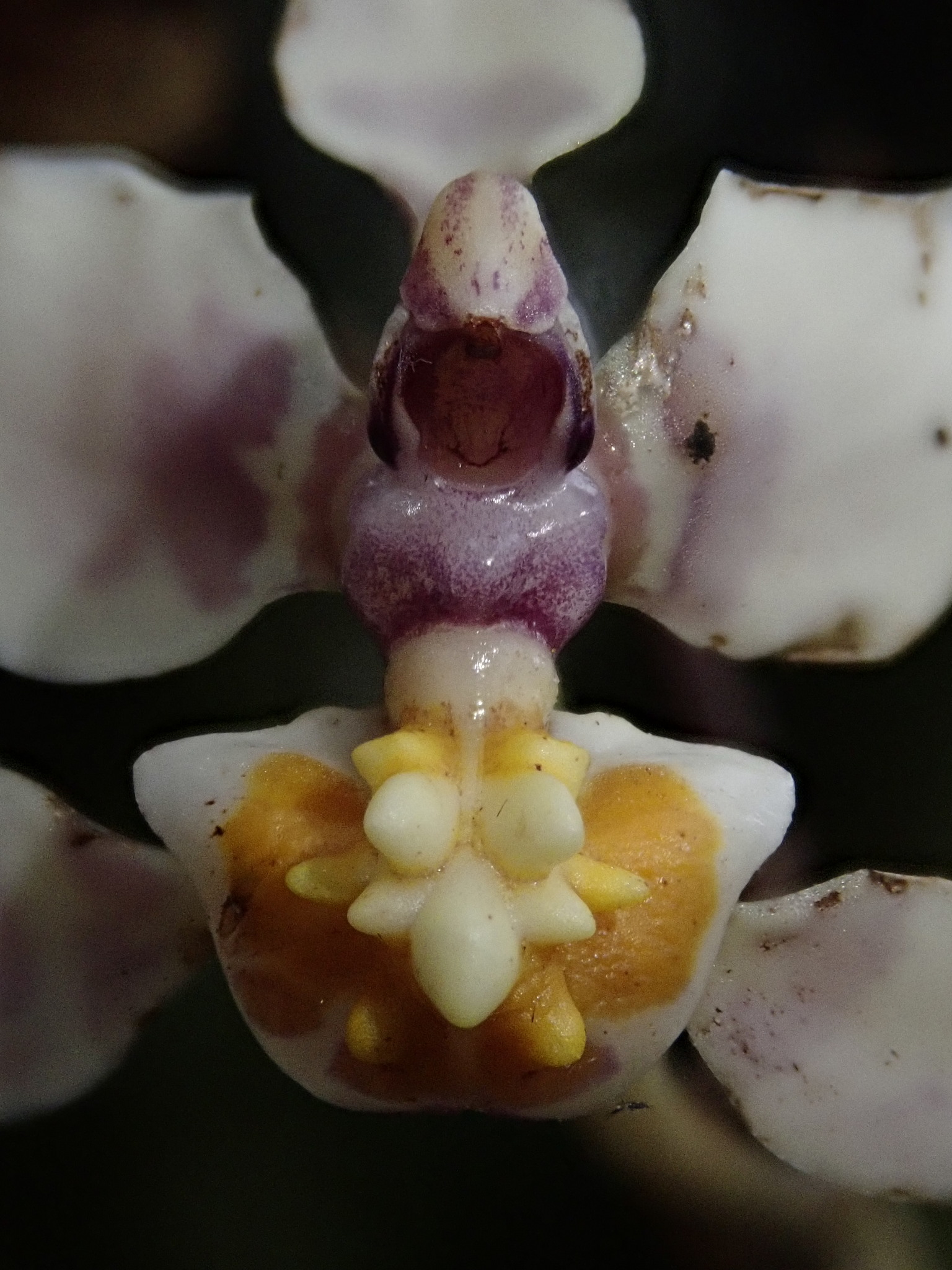 Cyrtochilum midas Dalström 3