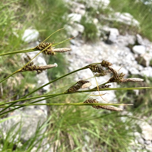 Carex macrolepis