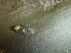 Sypharochiton sinclairi