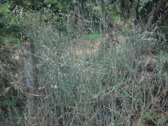 Polygonum equisetiforme