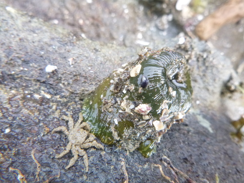 Neohymenicus pubescens