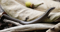 Ablepharus kitaibelii