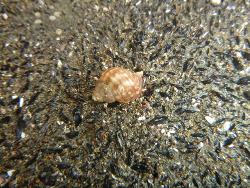 Pelicaria vermis
