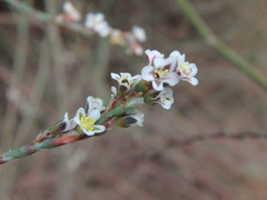 Polygonum equisetiforme