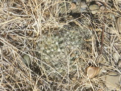 Escobaria missouriensis