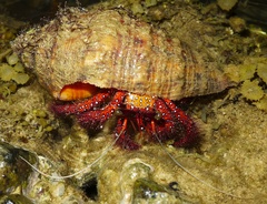 Dardanus megistos