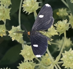 Melanchroia vazquezae