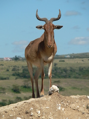 Alcelaphus buselaphus cokii