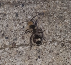 Dasymutilla monstrosa