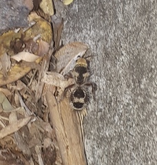 Dasymutilla monstrosa