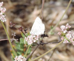 Satyrium sylvinus dryope
