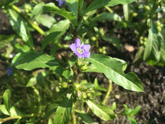 Hydrolea quadrivalvis