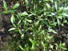 Hydrolea quadrivalvis