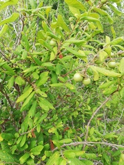 Diospyros acapulcensis