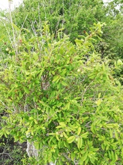 Diospyros acapulcensis