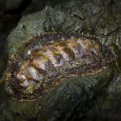 Acanthopleura gemmata