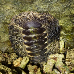 Acanthopleura gemmata