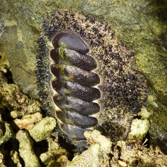 Acanthopleura gemmata