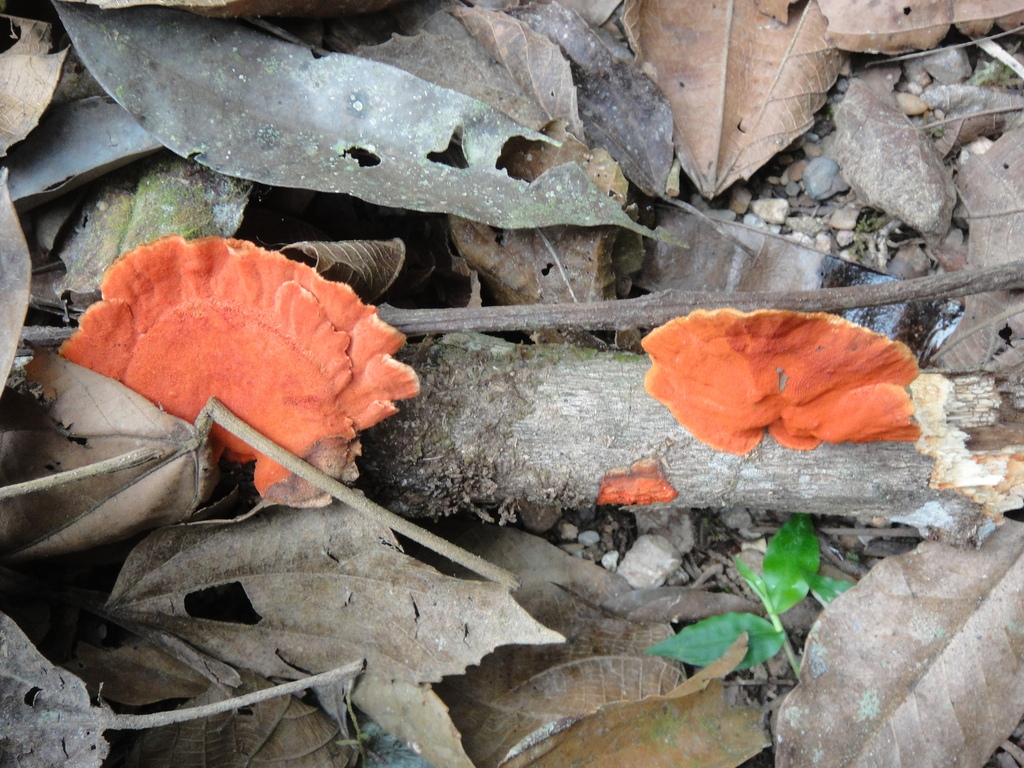 Trametes sanguinea · October 2014 · photo: © yoannisd (iNaturalist, cc-by)
