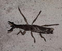 Ulocerus