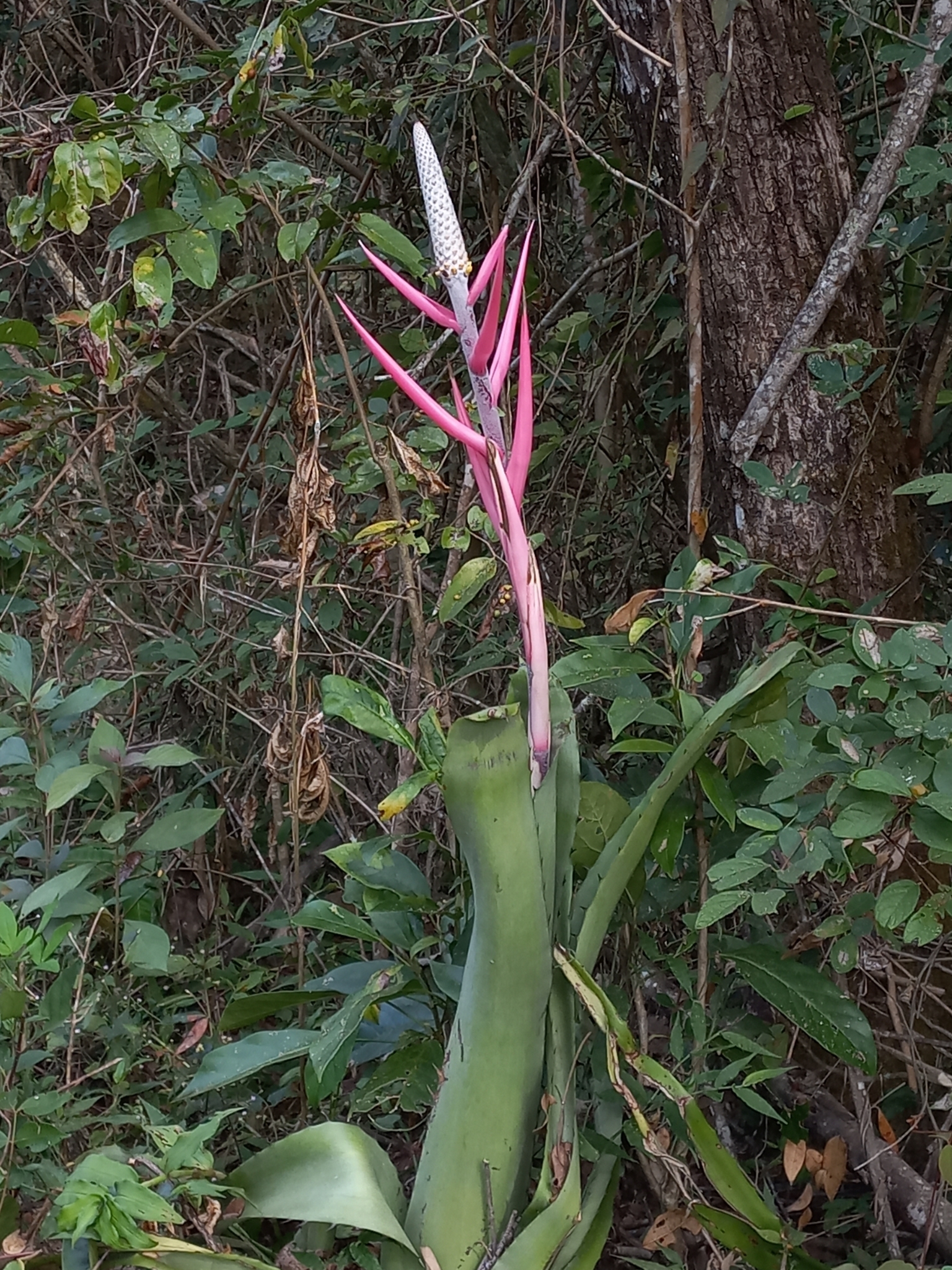Aechmea bromeliifolia