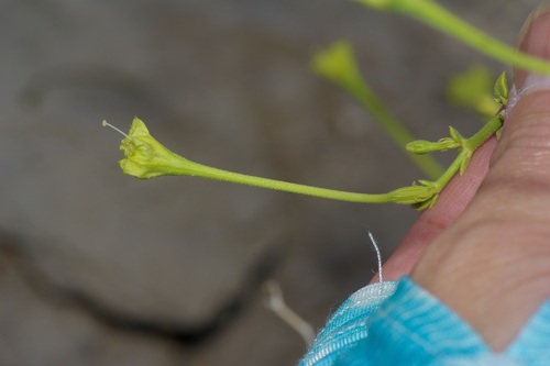 Image of Acleisanthes parvifolia by (c) Michelle W. （鍾偉瑋）, some rights reserved (CC BY)