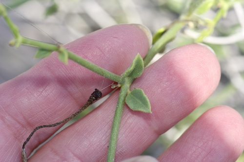Image of Acleisanthes parvifolia by (c) Michelle W. （鍾偉瑋）, some rights reserved (CC BY)