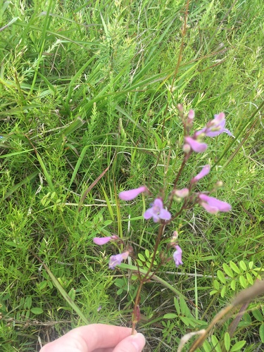 Image of Penstemon laevigatus by (c) harrier, some rights reserved (CC BY)