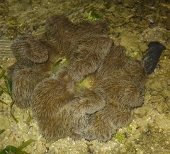 Stichodactyla gigantea
