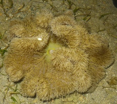 Stichodactyla gigantea