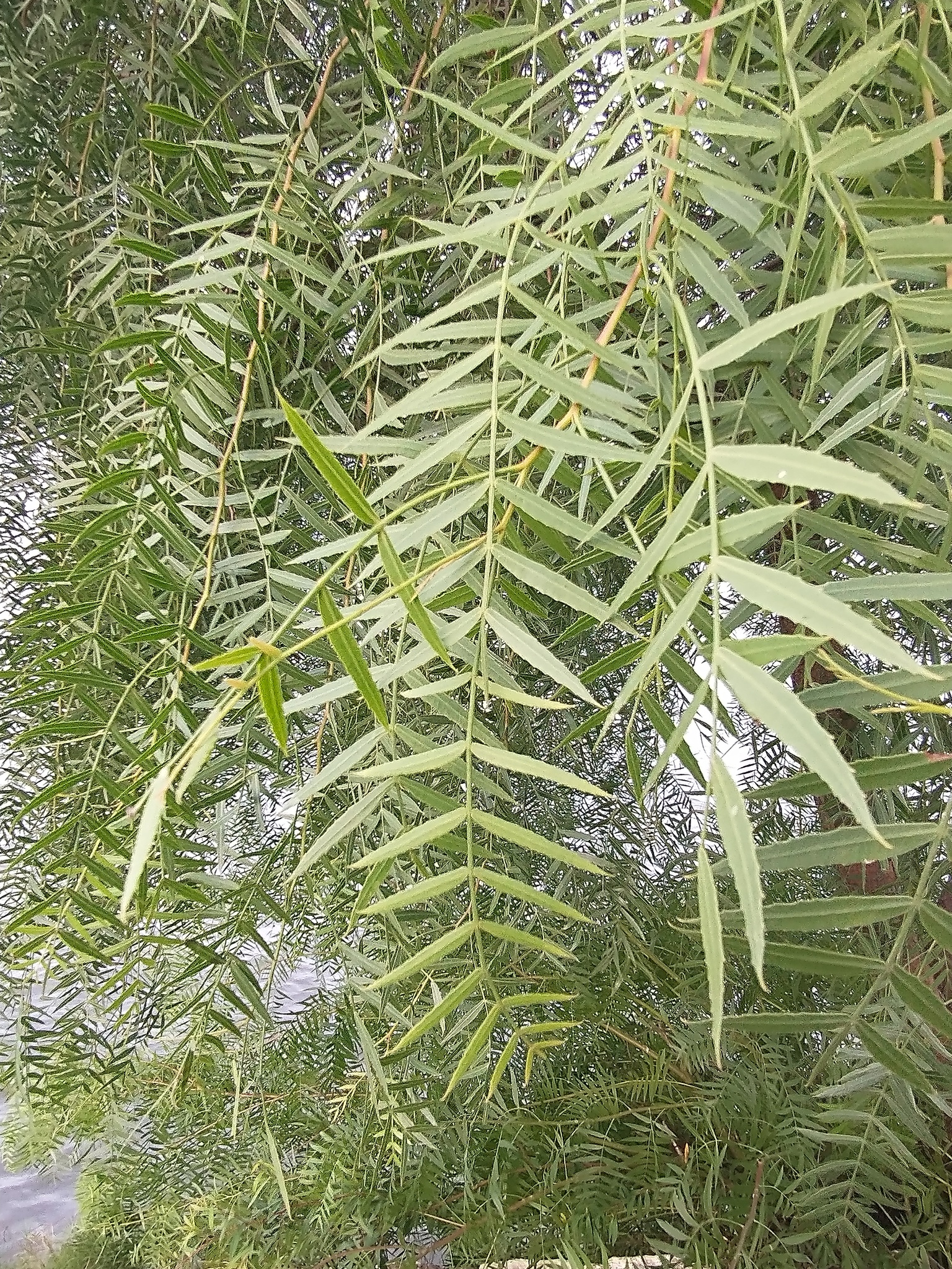 Schinus molle