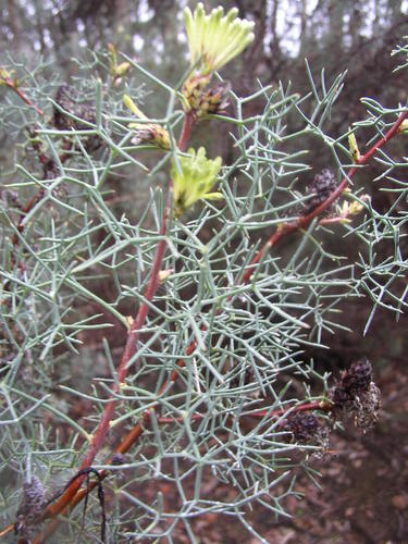 Image of Petrophile divaricata by (c) Tony Rebelo, some rights reserved (CC BY-SA)