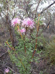 Isopogon dubius