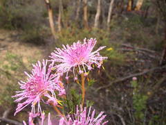 Isopogon dubius