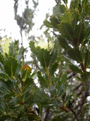 Banksia squarrosa