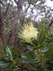 Banksia squarrosa