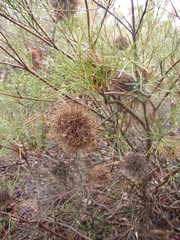 Banksia sphaerocarpa