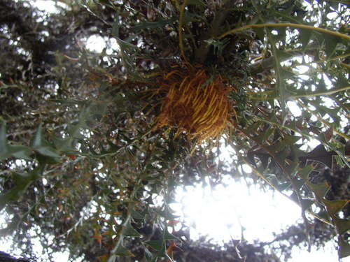 Image of Banksia nobilis by (c) Tony Rebelo, some rights reserved (CC BY-SA)