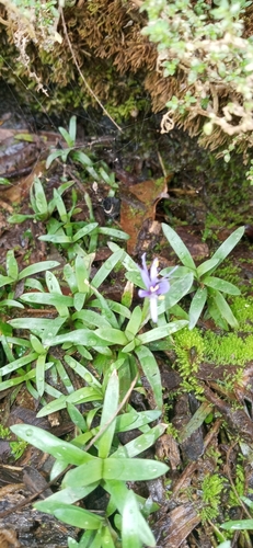 Heteranthera zosterifolia iNat (1)